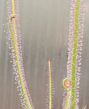 Drosera x Dreamsicle, Thread leaf sundew, live carnivorous plant, potted