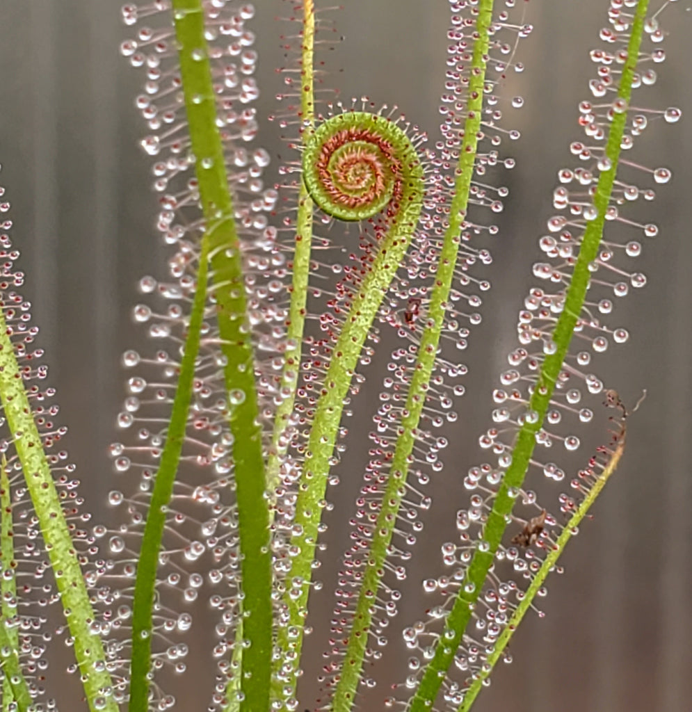 Thread Leaves Drosera x Dreamsicle, Thread leaf sundew, live carnivorous plant, pott ...