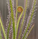 Drosera x Dreamsicle, Thread leaf sundew, live carnivorous plant, potted