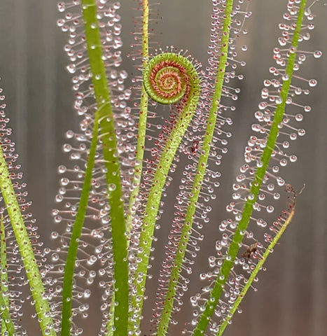 Drosera x Dreamsicle, Thread leaf sundew, live carnivorous plant, potted