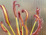 Drosera capensis 'Red', live carnivorous plant, potted