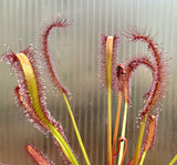 Drosera capensis 'Red', live carnivorous plant, potted