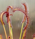 Drosera capensis 'Red', live carnivorous plant, potted