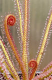 Drosera filiformis 'Florida Red', Thread leaf sundew, live carnivorous plant, potted