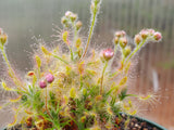 Drosera scorpioides clump, Pygmy Sundew, live carnivorous plant, potted