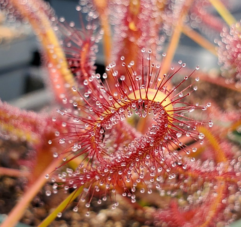 Drosera capensis 'Red', live carnivorous plant, potted