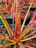 Drosera capensis 'Red', live carnivorous plant, potted