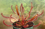 Drosera capensis 'Red', live carnivorous plant, potted