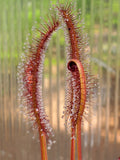 Drosera capensis 'Red', live carnivorous plant, potted