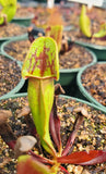 Sarracenia purpurea purpurea, live carnivorous pitcher plant, potted