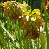 Sarracenia leucophylla 'Tarnok', American pitcher, live carnivorous plant, potted
