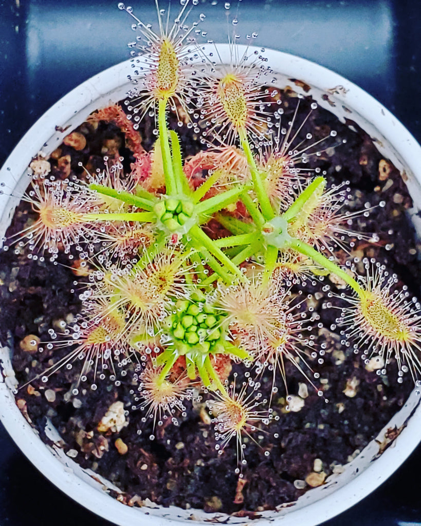 Drosera scorpioides clump, Pygmy Sundew, live carnivorous plant, potted