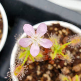 Drosera scorpioides clump, Pygmy Sundew, live carnivorous plant, potted