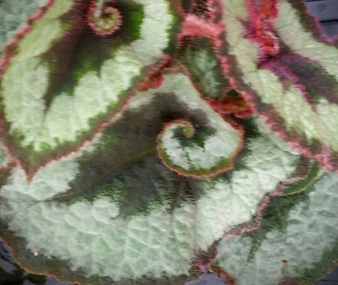 Begonia 'Escargot', live houseplant, potted