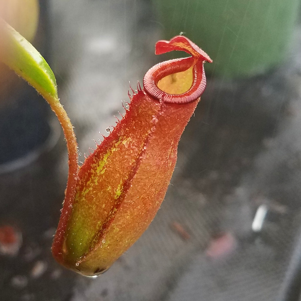 Nepenthes 'Lady Luck', tropical pitcher plant, live carnivorous plant, potted