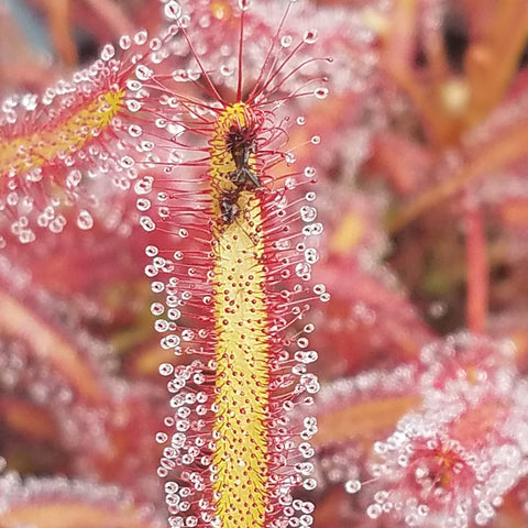 Drosera capensis 'Big Pink', live carnivorous plant, potted