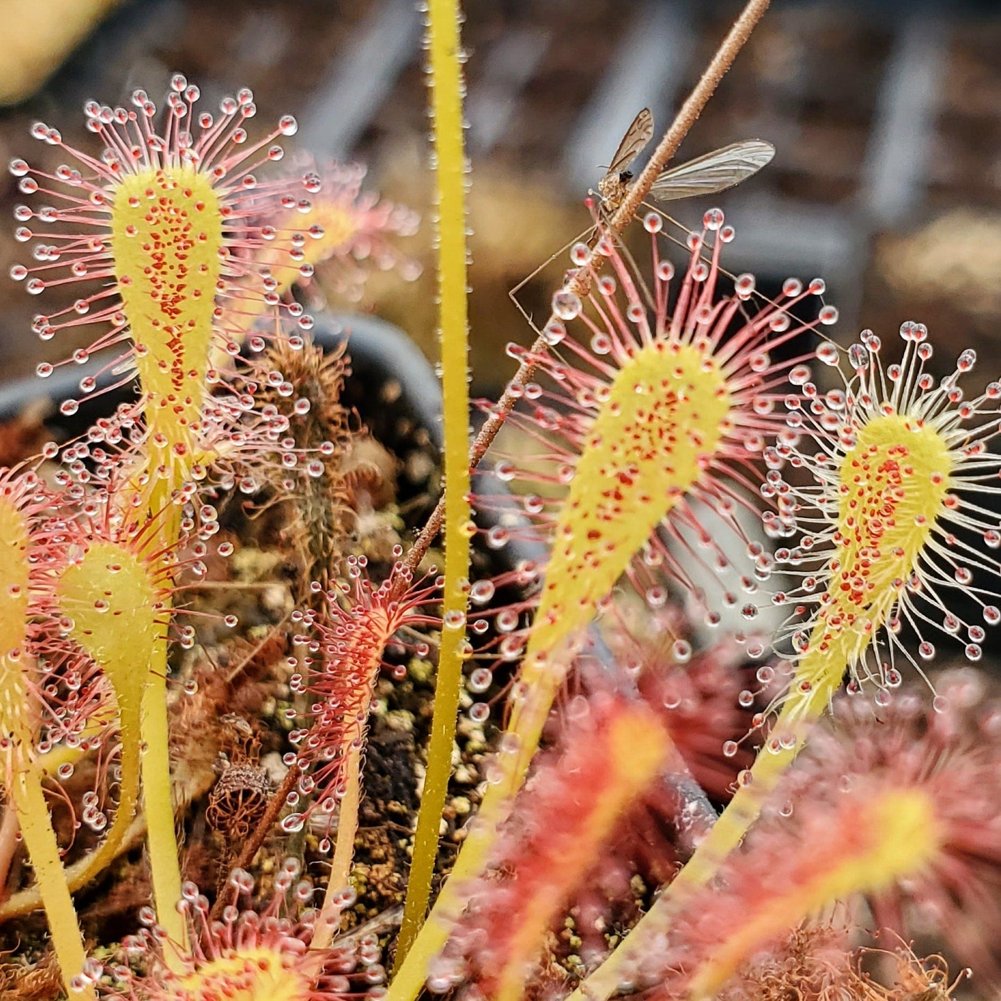Drosera nidiformis, Sundew, live carnivorous plant, potted