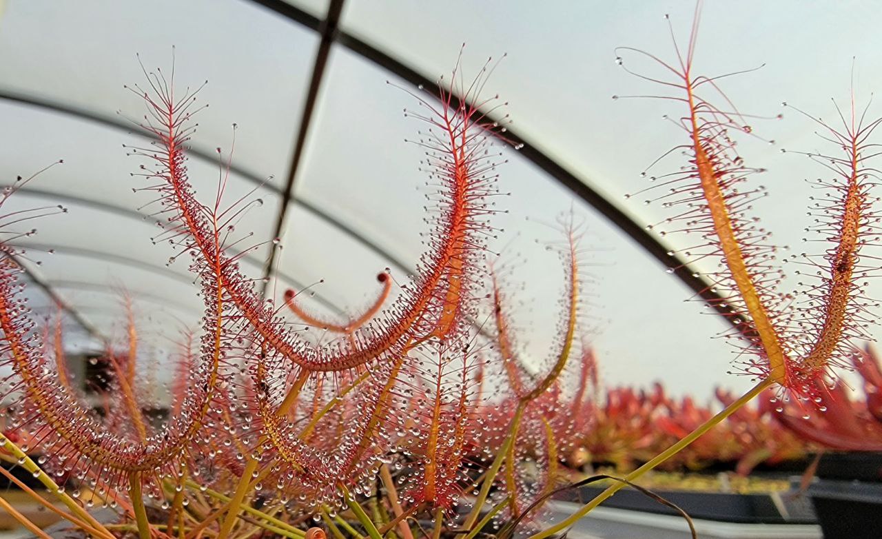 Drosera x 'Marston Dragon', Large Forked Leaf Sundew, live carnivorous plant, potted