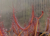 Drosera x 'Marston Dragon', Large Forked Leaf Sundew, live carnivorous plant, potted