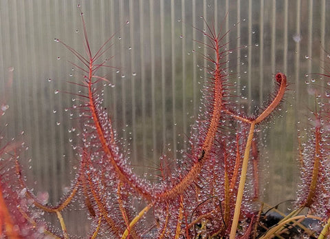 Forked Sundew T-form (Drosera Binata) – LIVE POTTED Carnivorous Plant, USA Grown