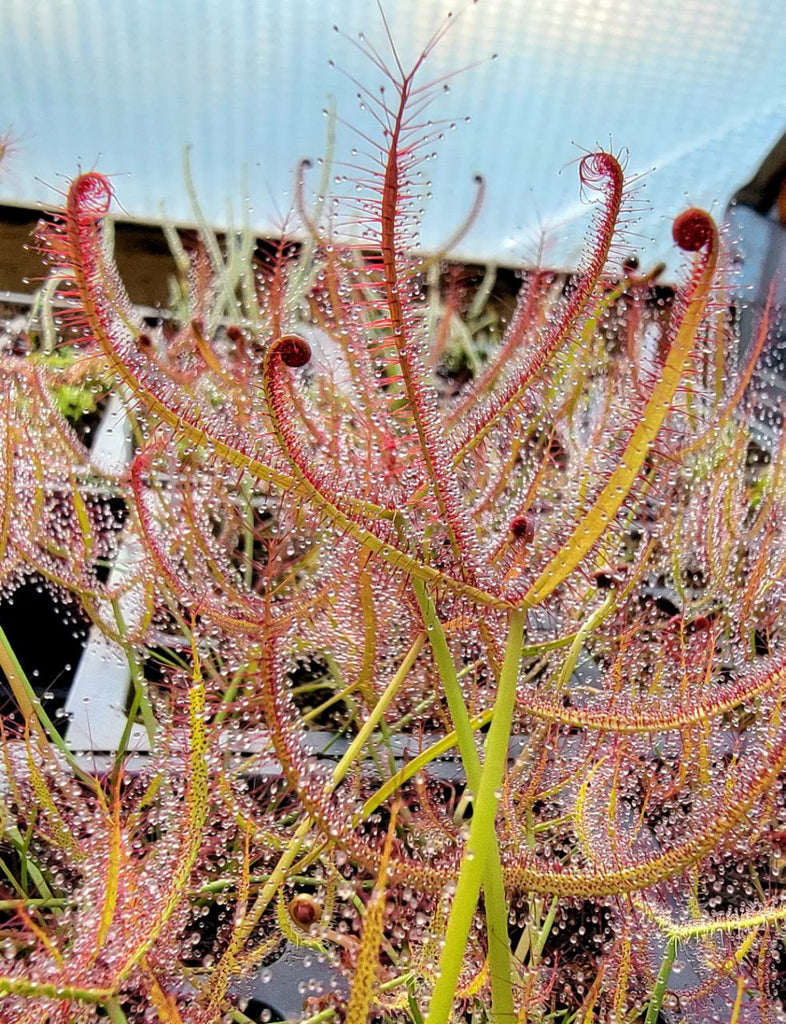 Drosera x 'Marston Dragon', Large Forked Leaf Sundew, live carnivorous plant, potted