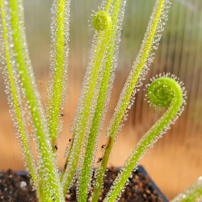 Drosera filiformis var Tracyi, Thread leaf sundew, live carnivorous plant, potted
