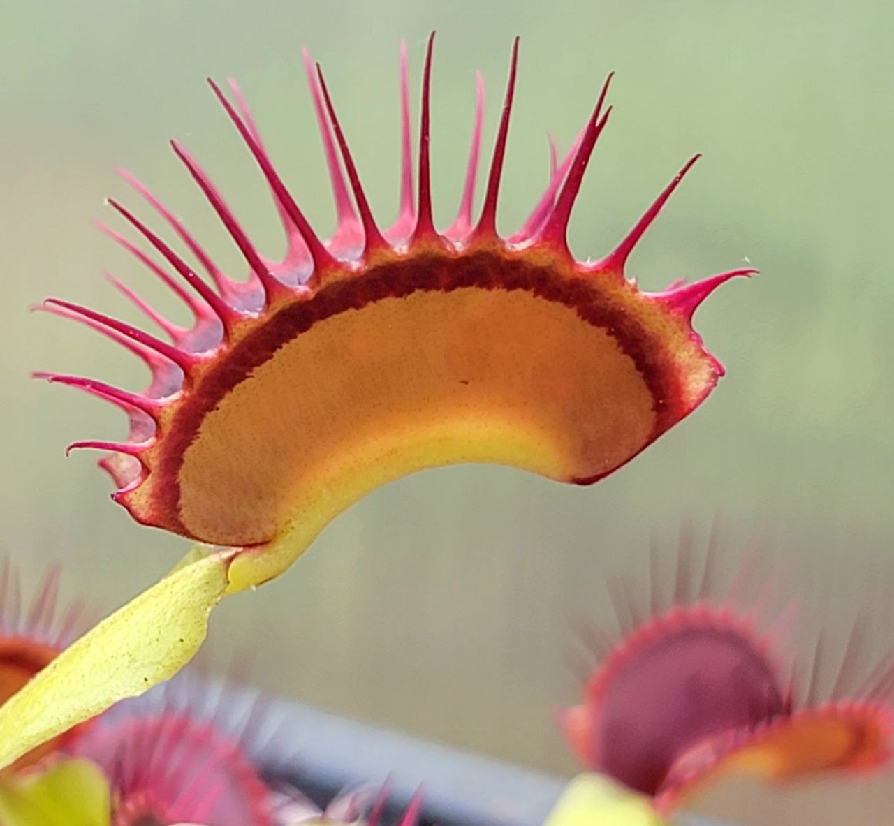 Venus Flytrap 'B52', live carnivorous plant, potted,