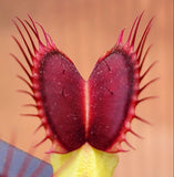Venus Flytrap 'B52', live carnivorous plant, potted,