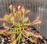 Drosera madagascariensis, Sundew, live carnivorous plant, potted