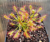 Drosera madagascariensis, Sundew, live carnivorous plant, potted