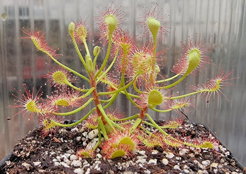 Drosera madagascariensis, Sundew, live carnivorous plant, potted