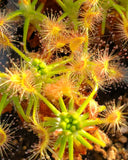 Drosera scorpioides clump, Pygmy Sundew, live carnivorous plant, potted