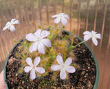 Drosera scorpioides clump, Pygmy Sundew, live carnivorous plant, potted