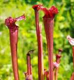 Sarracenia x 'Dana's Delight', live carnivorous plant,  potted