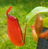 Nepenthes 'Lady Luck', tropical pitcher plant, live carnivorous plant, potted