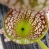 Sarracenia leucophylla 'Tarnok', American pitcher, live carnivorous plant, potted