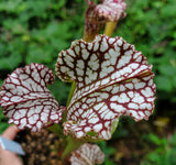 Sarracenia leucophylla 'Tarnok', American pitcher, live carnivorous plant, potted