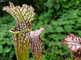 Sarracenia leucophylla 'Tarnok', American pitcher, live carnivorous plant, potted