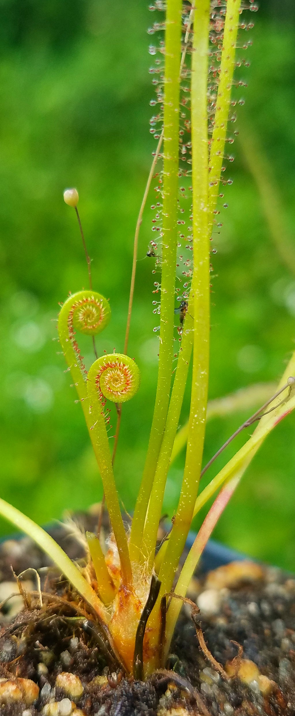 Drosera filiformis, Thread leaf sundew, live carnivorous plant, potted