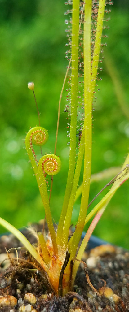 Drosera filiformis, Thread leaf sundew, live carnivorous plant, potted