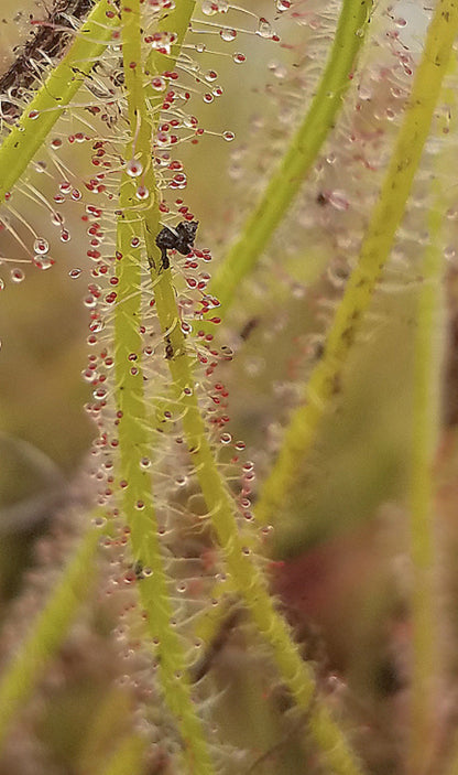 Drosera filiformis, Thread leaf sundew, live carnivorous plant, potted