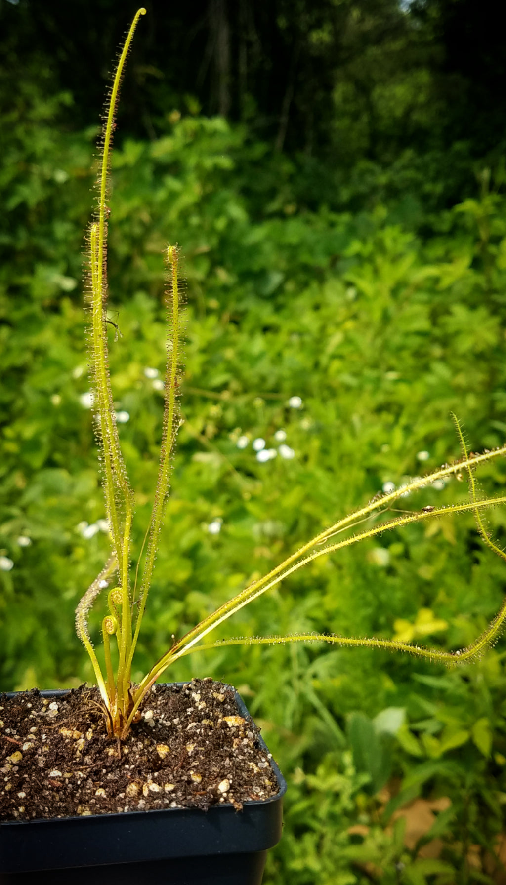 Drosera filiformis, Thread leaf sundew, live carnivorous plant, potted