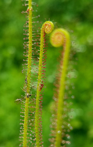 Drosera filiformis, Thread leaf sundew, live carnivorous plant, potted