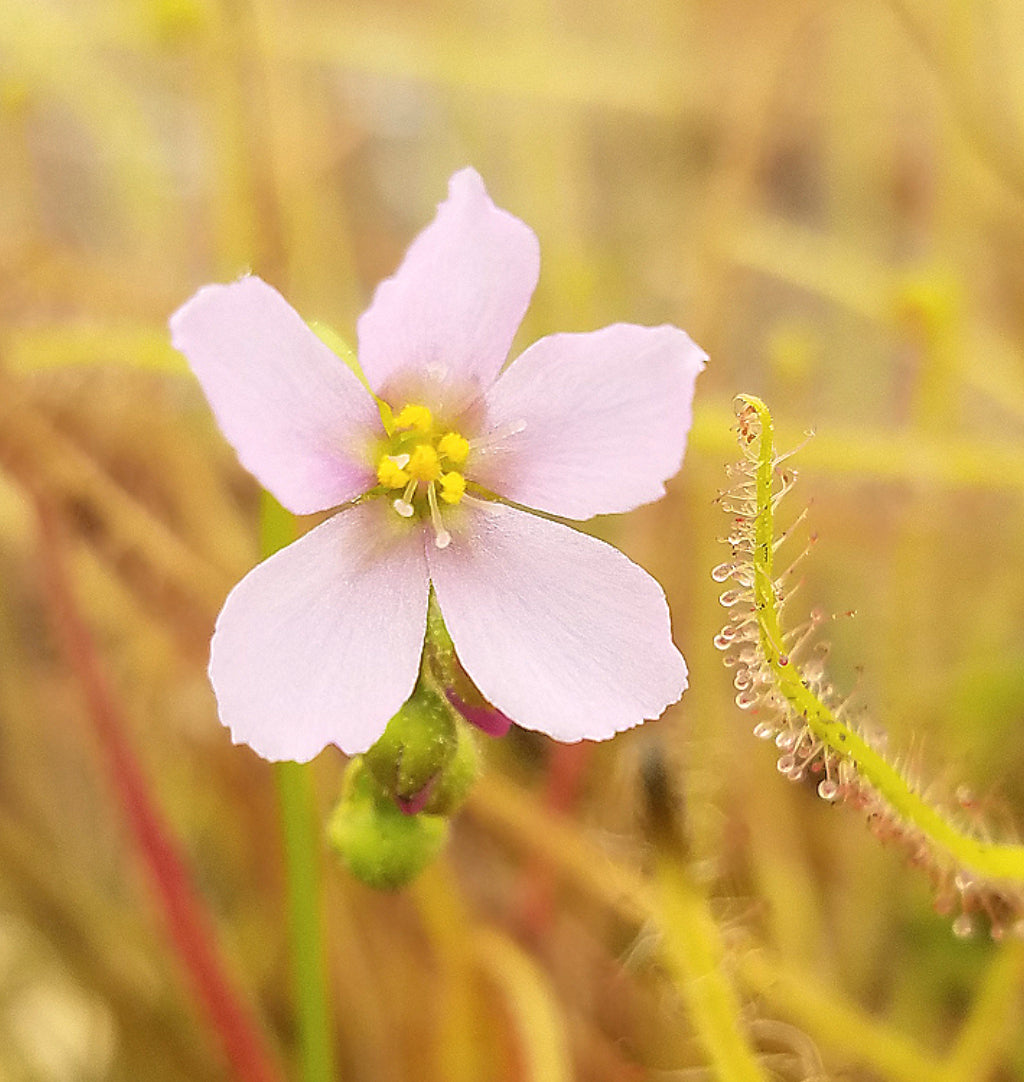 Drosera filiformis, Thread leaf sundew, live carnivorous plant, potted