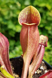 Sarracenia purpurea purpurea, live carnivorous pitcher plant, potted