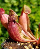 Sarracenia purpurea purpurea, live carnivorous pitcher plant, potted