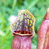 Sarracenia purpurea purpurea, live carnivorous pitcher plant, potted