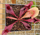 Sarracenia rosea 'Fat Chance', live carnivorous pitcher plant, potted