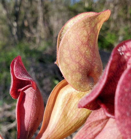 Sarracenia rosea 'Fat Chance', live carnivorous pitcher plant, potted