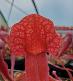Sarracenia x Catesbaei 'Red', Live American Pitcher Plant